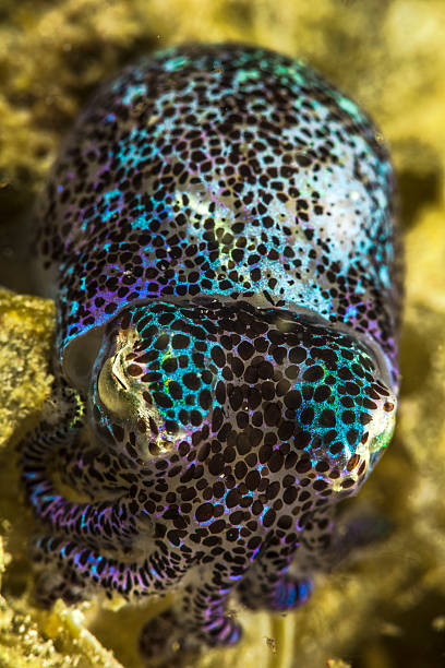 Bobtail A bobtail squit in Komodo bobtail squid stock pictures, royalty-free photos & images