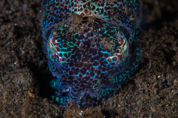 Bobtail Squid on Black Sand A Bobtail squid, Euprymna sp., hides in sand in Komodo National Park, Indonesia. This beautiful creature is nocturnal and found on sandy seafloor. bobtail squid stock pictures, royalty-free photos & images