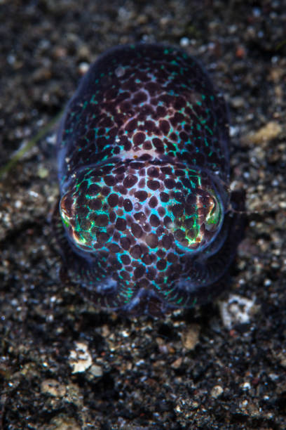 Bobtail Squid on Volcanic Sand Seafloor A Bobtail squid, Euprymna sp., sits on the black sand seafloor in Lembeh Strait, Indonesia. This area is part of the Coral Triangle due to its amazing marine biodiversity. bobtail squid stock pictures, royalty-free photos & images