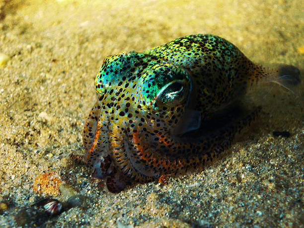 Bobtail Squid stock photo