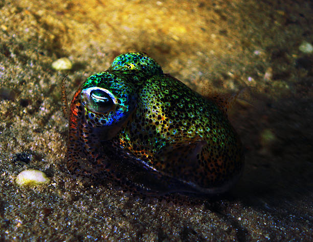 Bobtail Squid Euprymna tasmanica, also known as the Southern Dumpling Squid or bobtail squid.  bobtail squid stock pictures, royalty-free photos & images