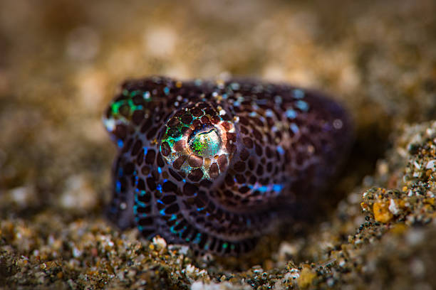 Bobtail Squid (Euprymna berryi) Bobtail Squid (Euprymna berryi), over a sandy bottom, under 2 cm in size,  displaying its dark brown and purple spots. Focus on the eye.  Unusual angle view. bobtail squid stock pictures, royalty-free photos & images