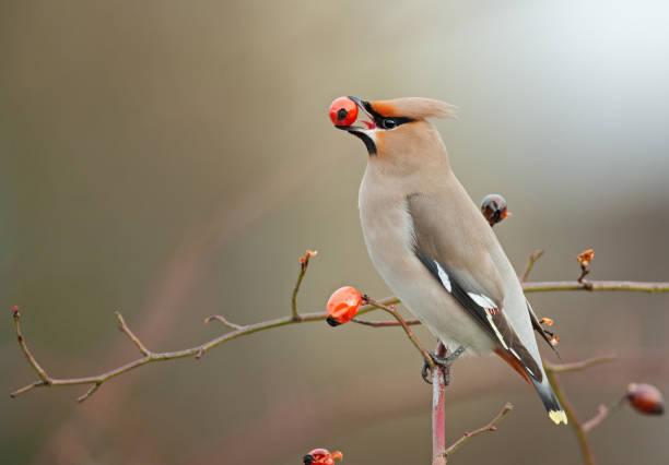 Bohemian waxwing perching on a dogrose Bohemian waxwing (Bombycilla garrulous) perching on a dogrose and eating a red rose hip. animal migration photos stock pictures, royalty-free photos & images