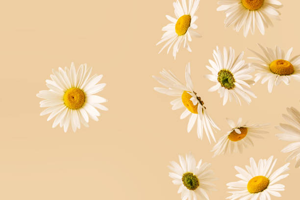 Bold surreal realistic contemporary chamomile flowers are falling and one is fixed. Contemporary concept with flowers and levitation. stock photo