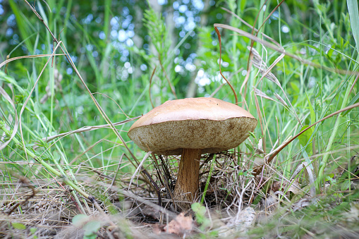 Boletus among the grass in the forest, harvesting mushrooms.