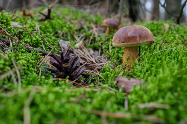 boletus and pine cone among the moss stock photo