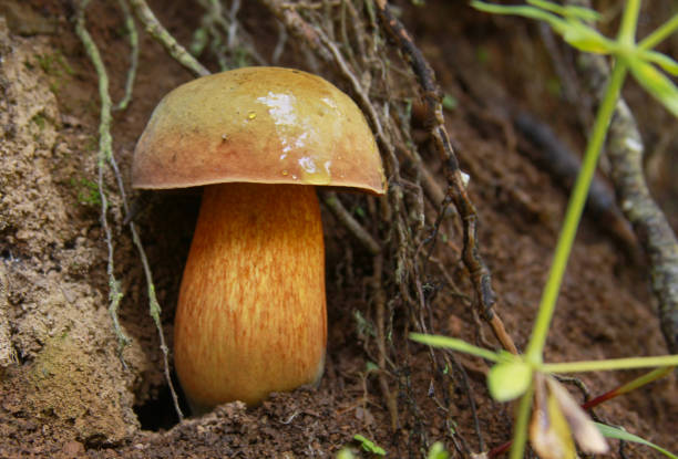 Boletus calopus in the forest stock photo