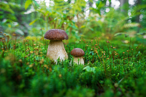 Boletus edulis - edible mushroom. Small boletus growing in the forest. Fungus in the natural environment. English: penny bun, porcini, cep, porcino, king bolete