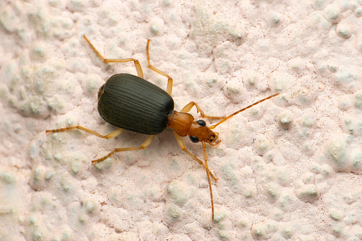 Bombardier beetle,Brachininae Brachininae, Satara, Maharashtra, India