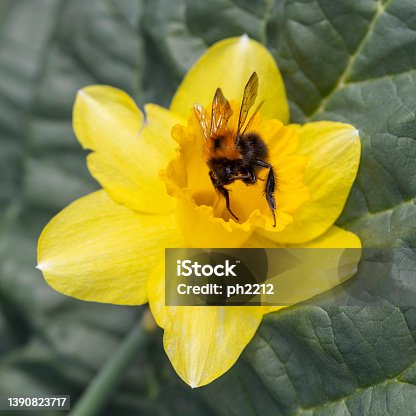 istock Bombus Sp. in Narcissus Pseudonarcissus - Bumble bee in Daffodil 1390823717