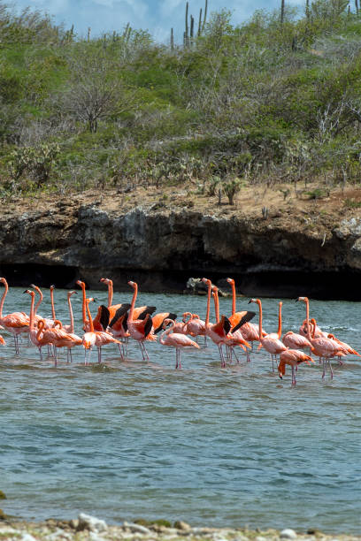 Bonaire Flamingos stock photo