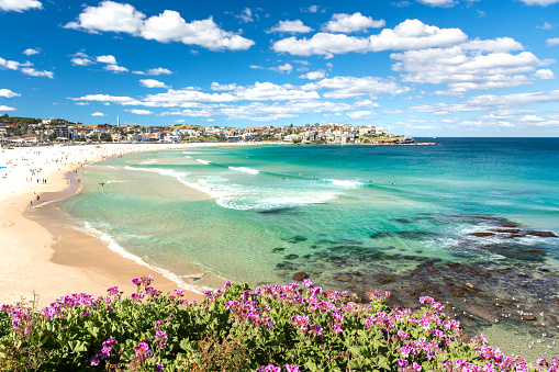 Flowers of Bondi Beach, Sydney Australia