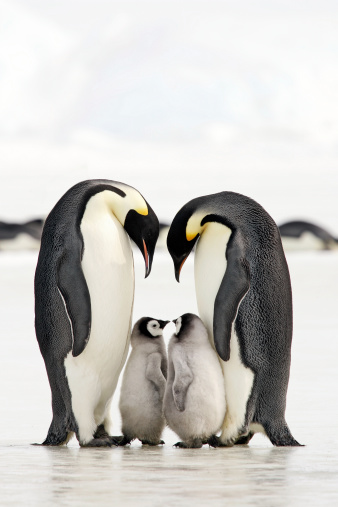Life Span of Emperor Penguins