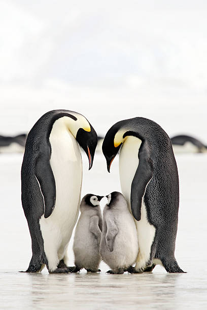 Bonding Time Adult Emperor Penguins with chicks. Antarctica. penguin photos stock pictures, royalty-free photos & images