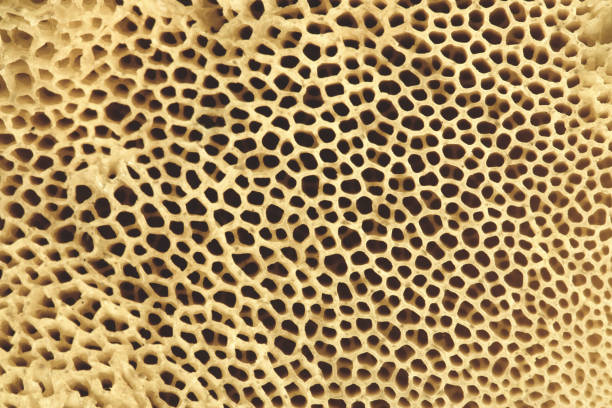 Bone Bone structure. Bone tissue close-up. Osteoporosis. animal bone stock pictures, royalty-free photos & images