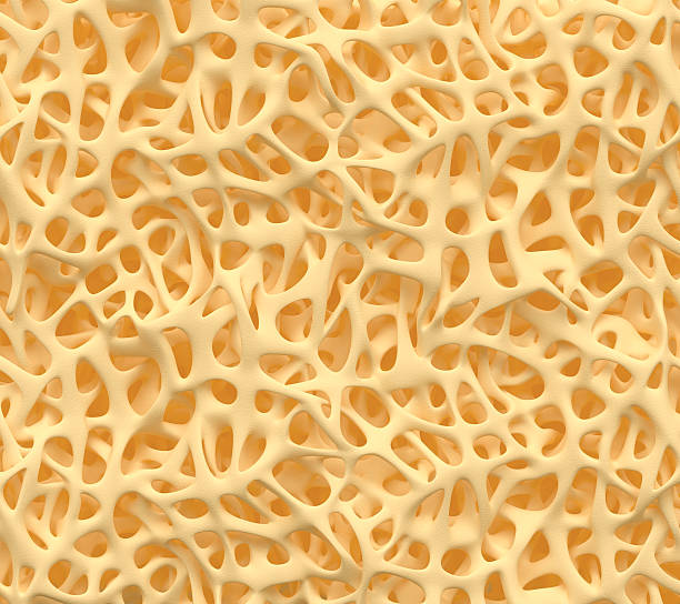 Bone structure Bone spongy structure close-up, healthy texture of bone animal body stock pictures, royalty-free photos & images