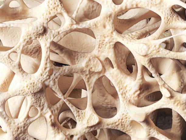 Bone structure with osteoporosis Realistic bone spongy structure close-up, bone texture affected by osteoporosis, 3d illustration human bone stock pictures, royalty-free photos & images