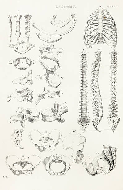 Bones, human Anatomy 1812, Antique Engraving  cauda equina photos stock pictures, royalty-free photos & images