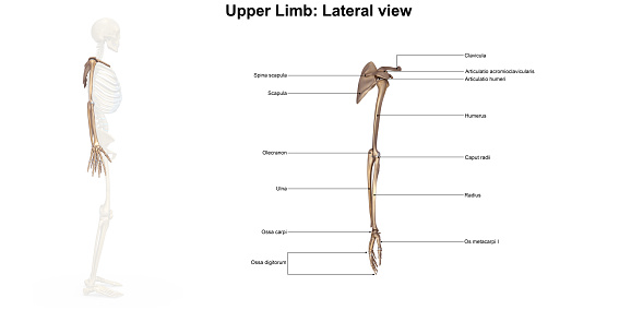 Bones Of The Upper Limb Lateral View Stock Photo - Download Image Now