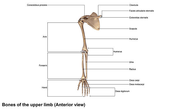 bones of the upper limb - arm lichaamsdeel stockfoto's en -beelden
