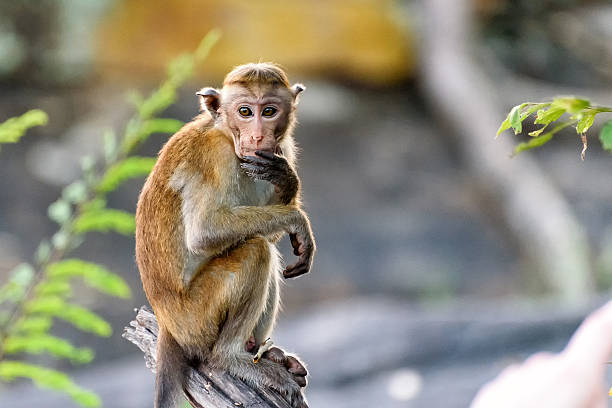 bonnet monkey bonnet monkey in Sri Lanka heron family stock pictures, royalty-free photos & images