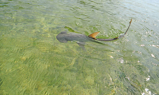 Bonnethead shark in ocean water stock photo