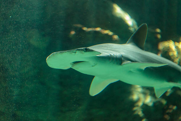 Bonnethead shark Sphyrna tiburo stock photo