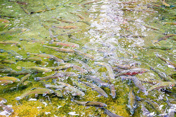 Bonneville Dam Bonneville DamBonneville Dam fish hatchery stock pictures, royalty-free photos & images