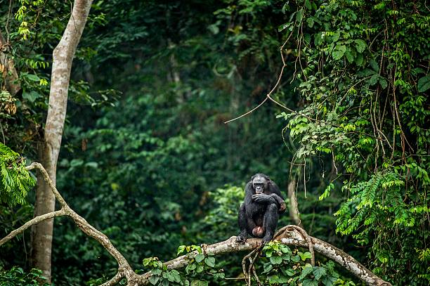 Bonobo on the branch of the tree stock photo