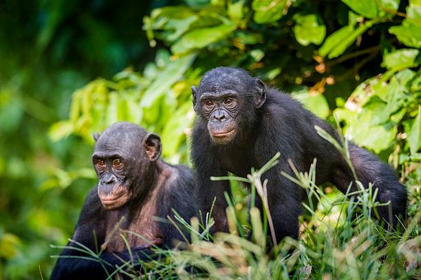 Bonobos in natural habitat. stock photo