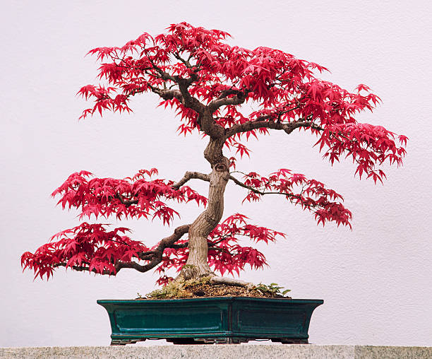 bonsai, Japanese red maple Bonsai of a dwarf Japanese red maple in green rectangular ceramic pot japanese maple stock pictures, royalty-free photos & images