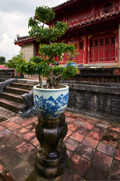 bonsai tree in a beautiful painted pot on stands in front of a beautiful oriental pagoda building. bonsai tree in a beautiful painted pot on stands in front of a beautiful oriental pagoda building. High quality photo Hinoki Cypress Bonsai  stock pictures, royalty-free photos & images