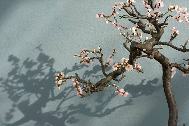Bonsai tree in Bloom stock photo