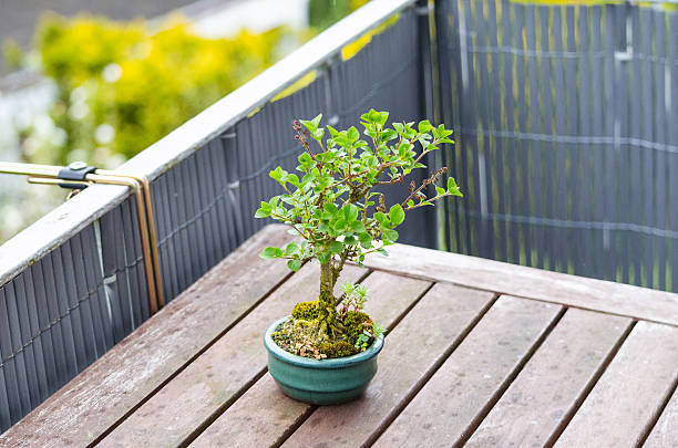 Bonsai tree Bonsai miniature tree on a table of a balcony. Hinoki Cypress Bonsai  stock pictures, royalty-free photos & images