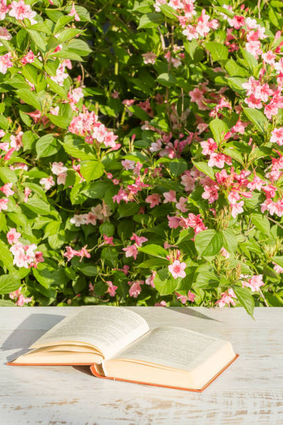 Book on a white wooden table in the garden stock photo