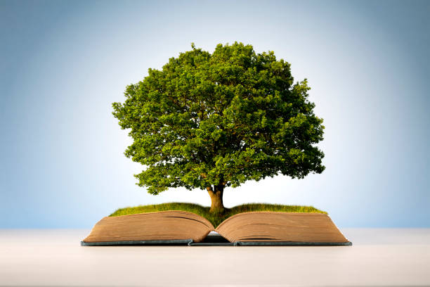 Book or tree of knowledge stock photo