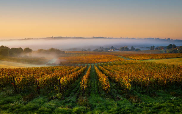Bordeaux Vineyard at sunrise in autumn, Between Two Seas, Langoiran, Gironde Bordeaux Vineyard at sunrise in autumn, Entre deux mers, Langoiran, Gironde, France bordeaux photos stock pictures, royalty-free photos & images