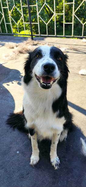 Border collie after brushing, pet hair stock photo