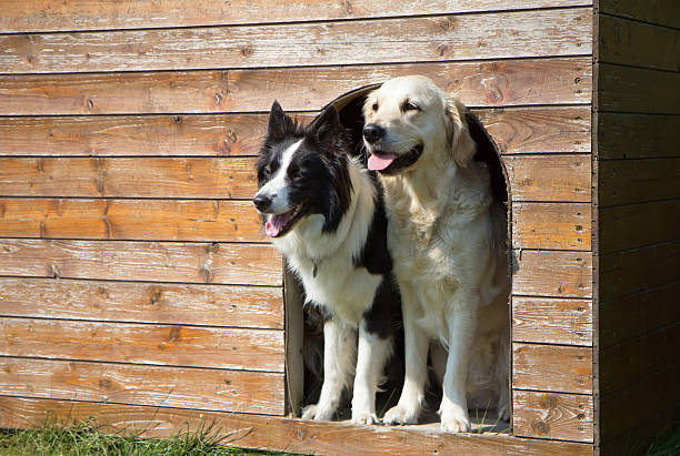 Border collie and Golden Retriever at doghouse stock photo