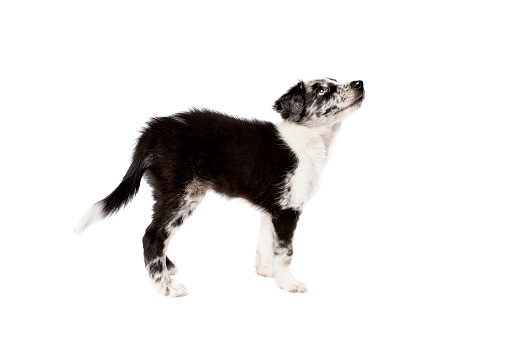 Border Collie Hund Vor Einem Weißen Hintergrund Stockfoto und mehr