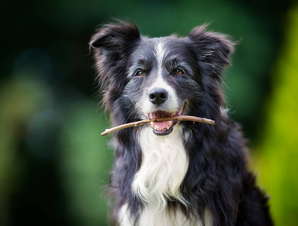 Border collie dog with stick in mouth stock photo