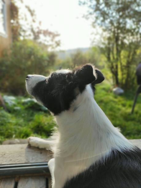 Border Collie in the sunshine stock photo