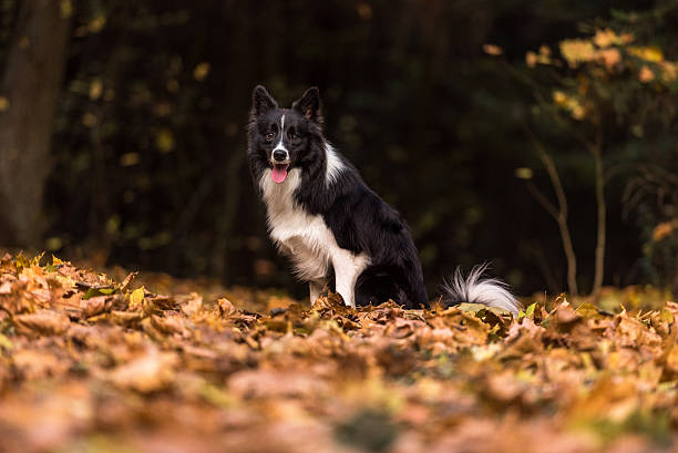 Border Collie is Lying on the Ground and Playing stock photo