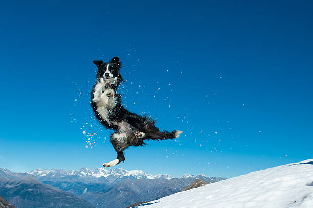 Border Collie jumps in the snow stock photo