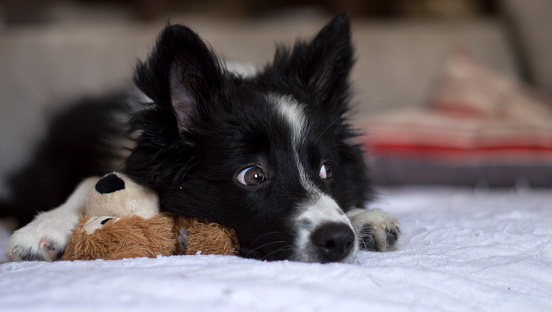Border Collie Puppy On The Couch With Her Toy Stock Photo ...