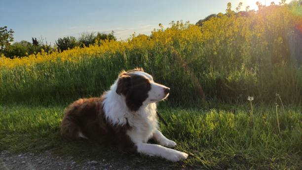 Border Collie relaxes in the rapeseed field stock photo