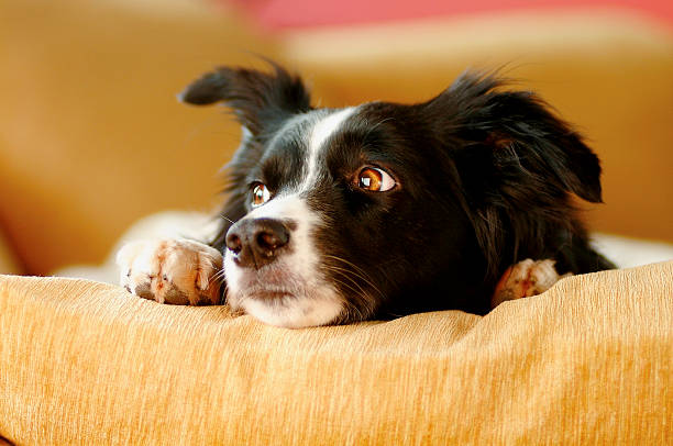 Border collie sat on sofa in living room looking outside stock photo