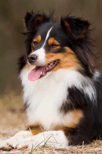 Examples Of Border Collies