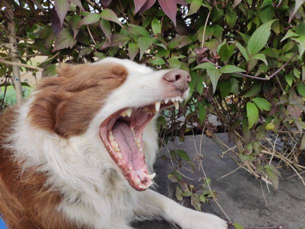 Border Collie shows teeth, tired stock photo