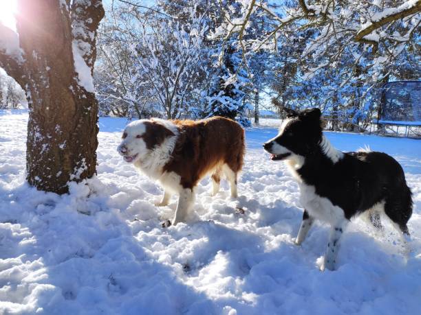 Border Collies in the snow in sunshine stock photo